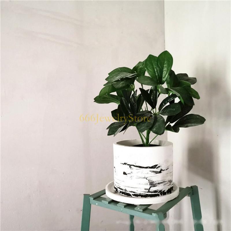 F2TD lớn tròn làm tròn cây trồ - đánh giá và giá Echeveria Succulent